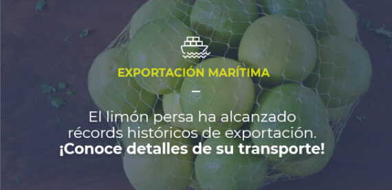 Imagen de una bolsa de limones persa. EXPORTACIÓN MARÍTIMA El limón persa ha alcanzado récords históricos de exportación. ¡Conoce detalles de su transporte!